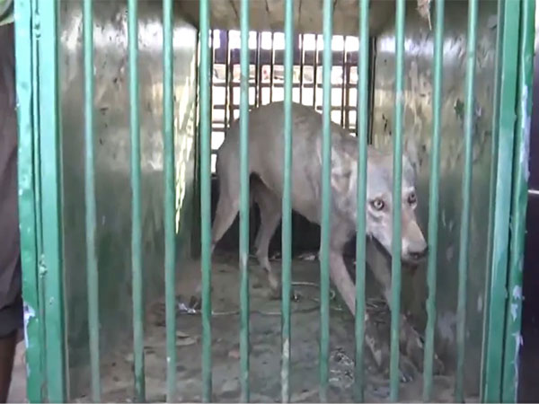 The wolf captured in Bahraich. (File Photo/ANI)