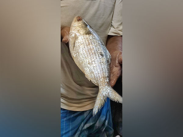 Visuals of Bangladeshi Padma Hilsa in Howrah fish market. (Photo/ ANI)