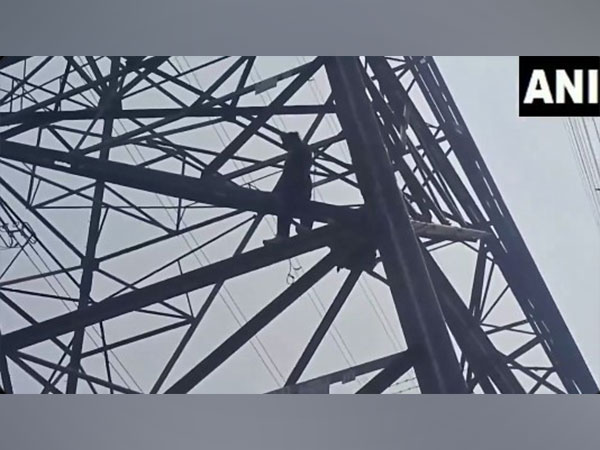 visuals of man at electric pole (Photo/ANI)