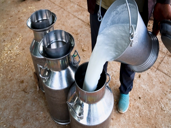 The cooperative sector, which began in 1942, has been a major driver of Gujarat’s milk production.(Photo/ANI)