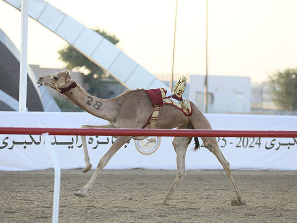 Zayed Grand Camel Race 2024 commences in Al Wathba 