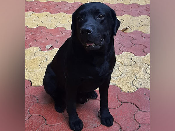 Leo,  a Labrador retriever and Narcotics specialist canine (Photo/ANI)