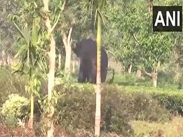 An elephant entered a residential area (Photo/ANI)