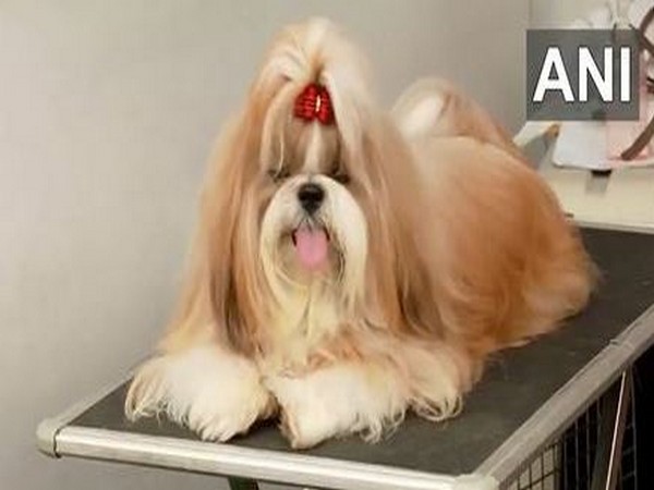 Orissa Kennel Club organises all breeds championship dog show in Bhubaneswar (Photo/ANI)