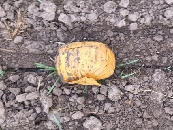  Narcotics packetwrapped in yellow colour adhesive tape found (Photo/ANI)