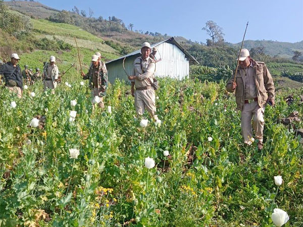 Security personnel destroy illegal poppy cultivation. (Photo: @NBirenSingh)