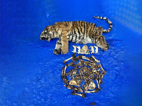 The seized Tiger skin (Pic/ Customs Guwahati)