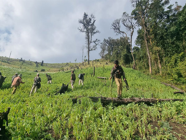 Manipur Police destroyed 14 acres of illegal poppy cultivation  (Photo/@manipur_police)