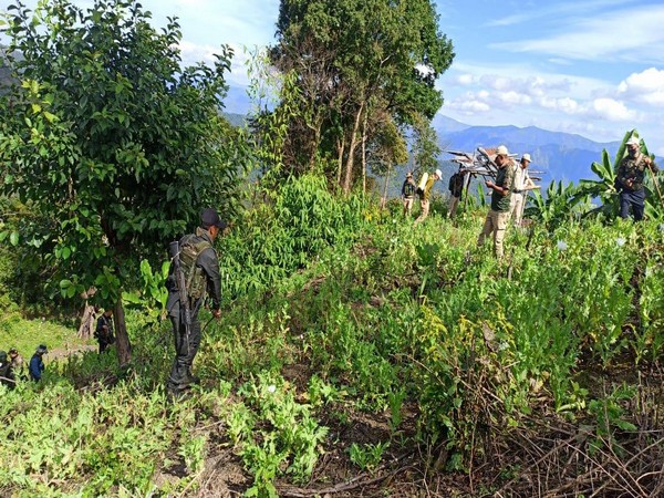  Assam Rifles destroys illicit poppy cultivation (Photo/Assam Rifles)