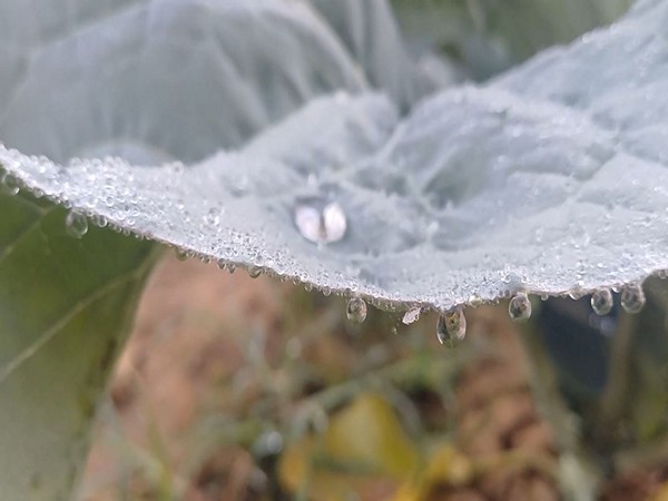 A thin layer of frost forms on leaves as mercury dips in Mayurbhanj. (Photo/ANI)