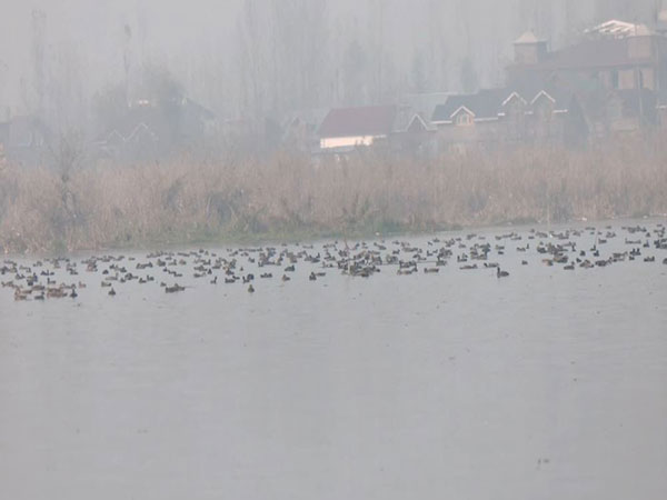 Migratory birds grace the Hokersar Wetland in Srinagar(Photo/ANI) 