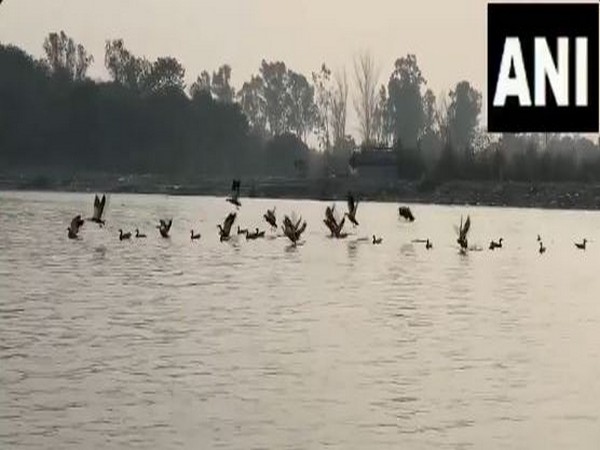 Migratory birds arrive in Uttar Pradesh's Hapur(Photo/ANI) 