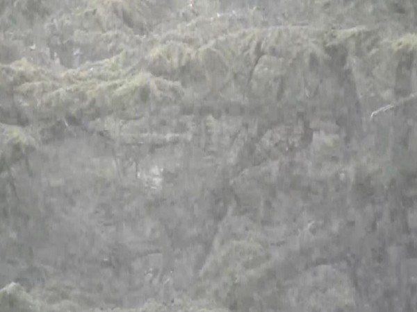 Visuals of the first snowfall (Photo/ANI) 