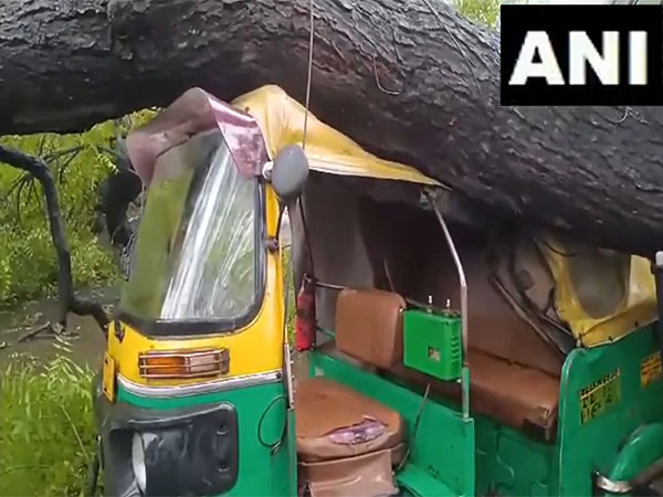 Tree falls over an auto due to rain in Mehrauli, none injured (Photo/ANI)
