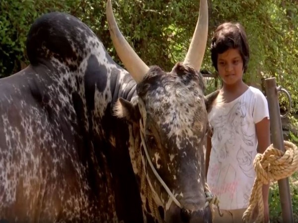 Young girl Yazhini with her bull Namban (Photo/ANI)
