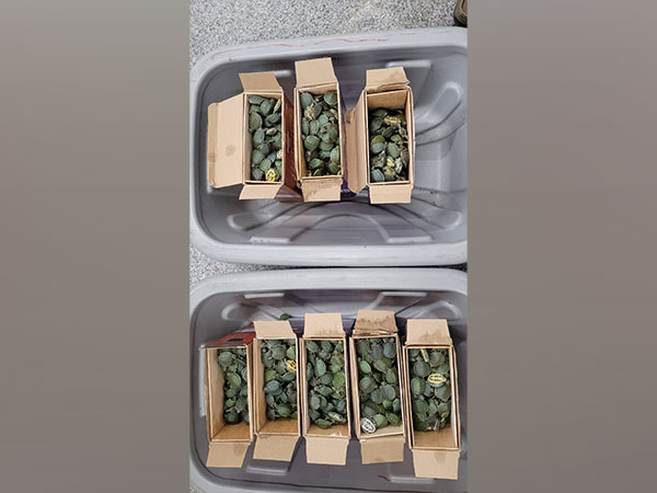 Live turtles seized at Tiruchy Airport. (Photo/ANI)