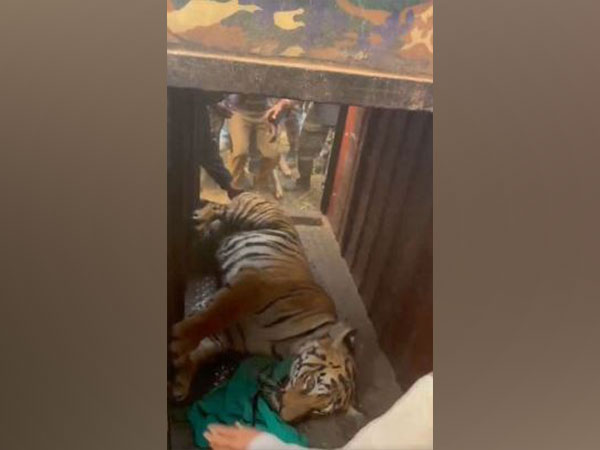 The rescued tigress. (Photo/X)