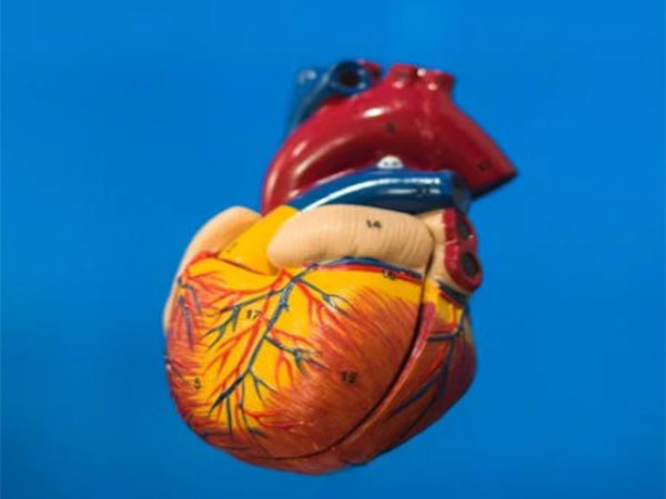 Heart (Image Source: Pixels)