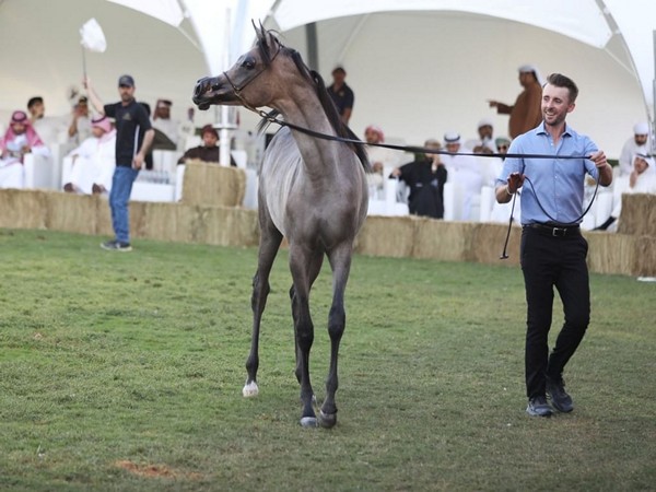 Dubai Arabian Horse Stud Auction generates AED 5.5 million in sales (Image/WAM)