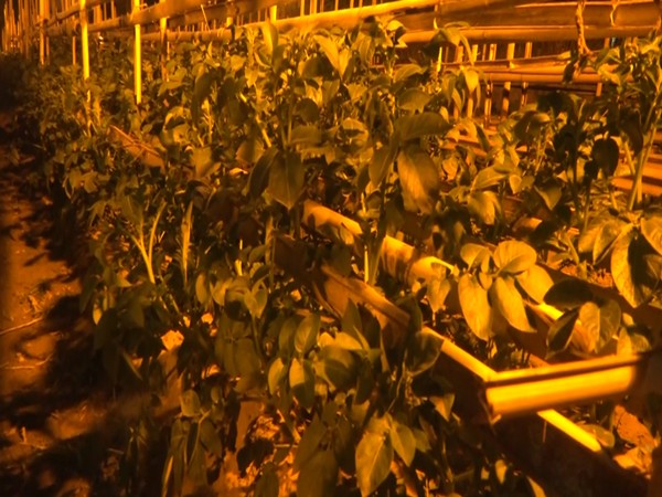 Visuals from Horticulture Research Center in Nagicherra, Agartala where TPS method is being used (Photo/ANI)