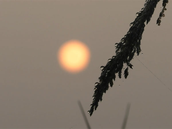 Fiest sunrise of 2025 with dense fog.(Photo/ANI)