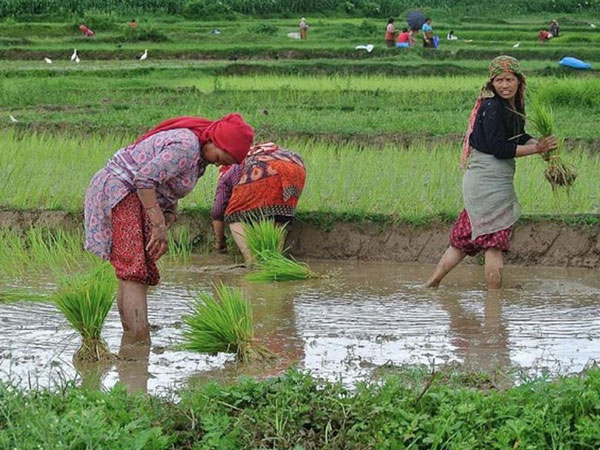 Representative Image (Photo/ANI)