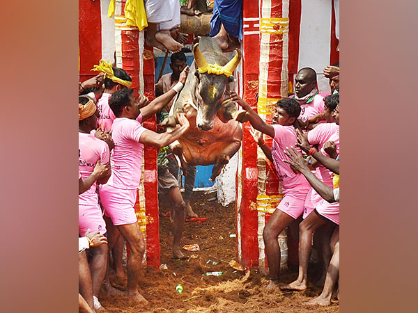 Visual of Jallikattu event (File photo/ANI)