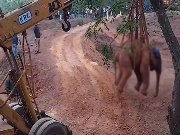 Two-year-old elephant calf rescued (Photo/ANI)