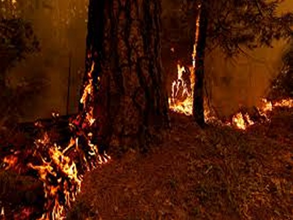 California wildfires (Photo/Reuters)