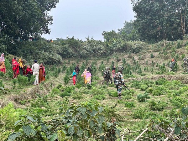 Assam Rifles destroy over 16 hectares of ganja plantation in Sonamura (Photo/ANI)