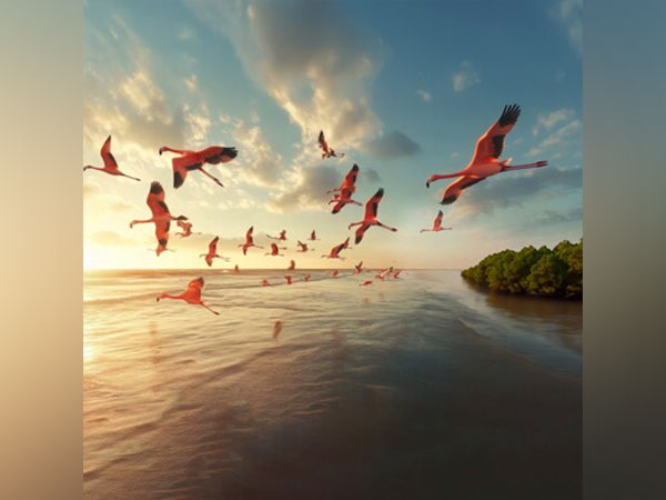 Thousands of flamingos grace Navi Mumbai’s iconic wetlands, offering a stunning natural spectacle near New Palm Beach
