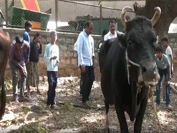 Unidentified miscreants allegedly severed the udders of three cows in Bengaluru. (Photo/ANI)