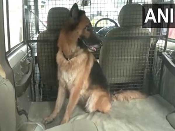 Saif Ali Khan stabbing incident: Police bring in sniffer dogs to investigate (Photo/ANI)