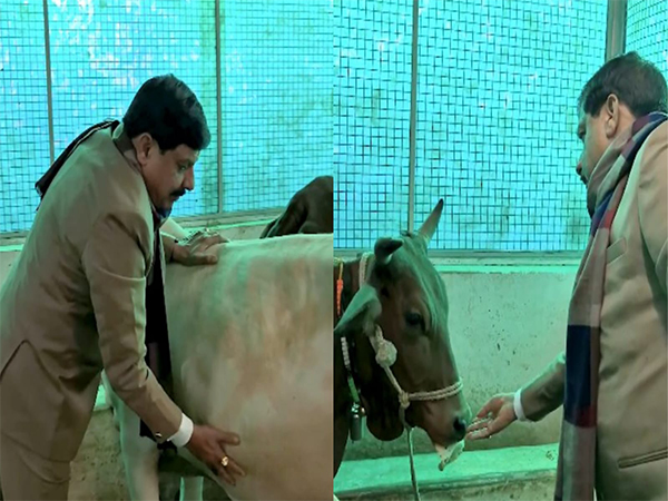 CM Mohan Yadav performing Gau-Seva (Photo/X @DrMohanYadav51) 