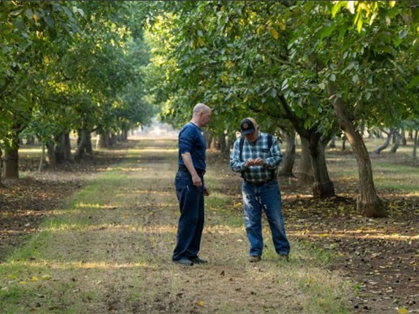 California Walnut Orchards