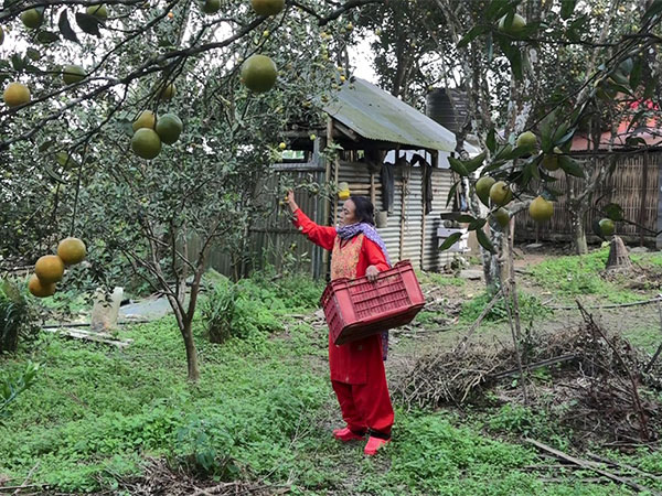 Bal Kumari Thapa in her orchard (Image/ANI)