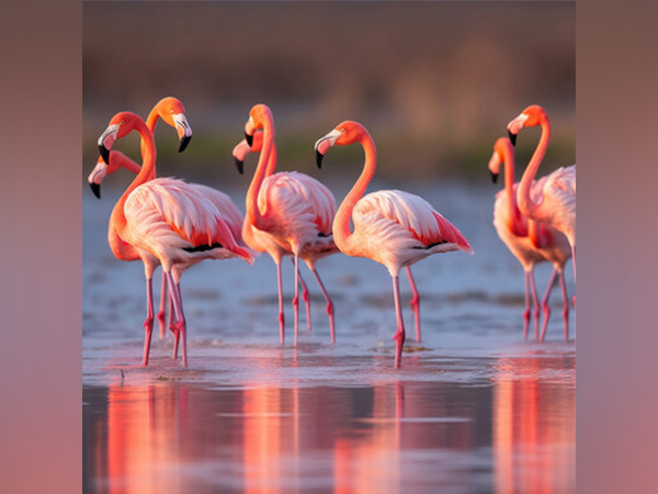 A vibrant flock of flamingos gracing the wetlands at New Palm Beach