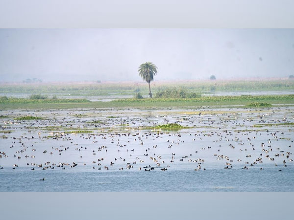 Avian Paradise at Haiderpur Wetlands - a true haven for biodiversity