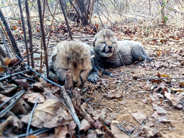 New born cubs at Kuno National Park (Photo/X:@DrMohanYadav51)