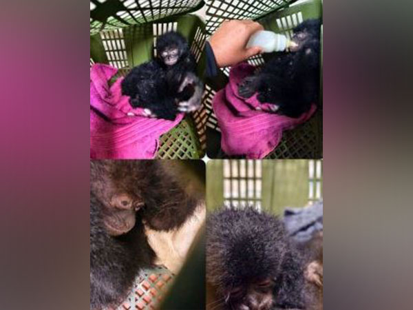  Recovered wildlife species at Mumbai International Airport. (Photo/Mumbai Customs)