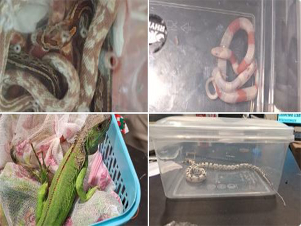 Exotic snakes to lizards hidden in luggage seized at Jaipur airport (Photo/Customs Department)