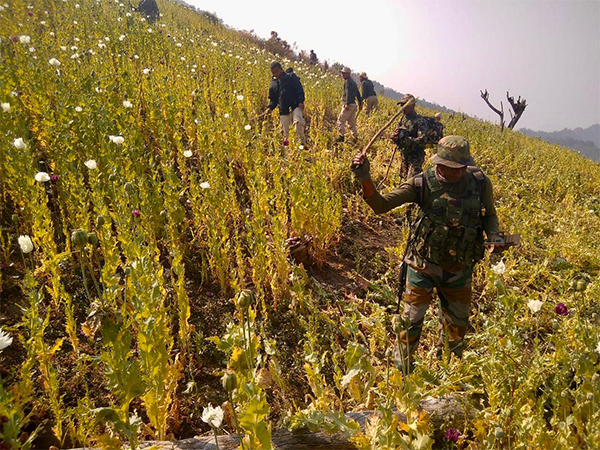 Security forces destroy illicit poppy cultivation in Kangpokpi district (Photo/ANI)