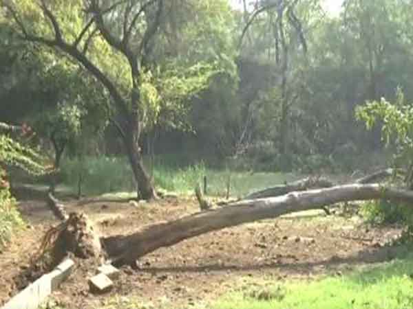 Uprooted tree at Jheel Park 