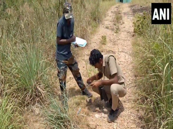  Tiger census begins at Kalakad Mundanthurai Tiger Reserve (Photo/ANI)
