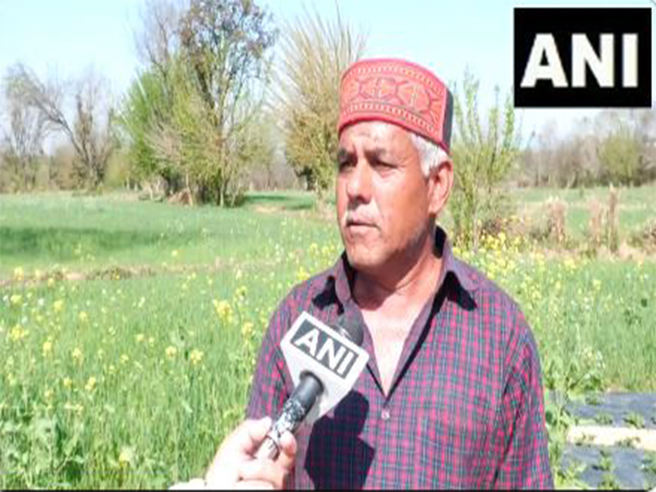 A strawberry cultivator in Udhampur. (Photo/ANI)
