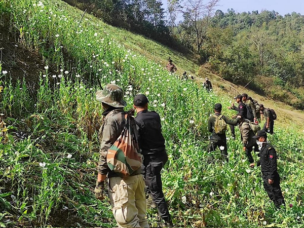 Security forces destroy 35 acres of poppy cultivation in Kangpokpi (Photo/ANI)