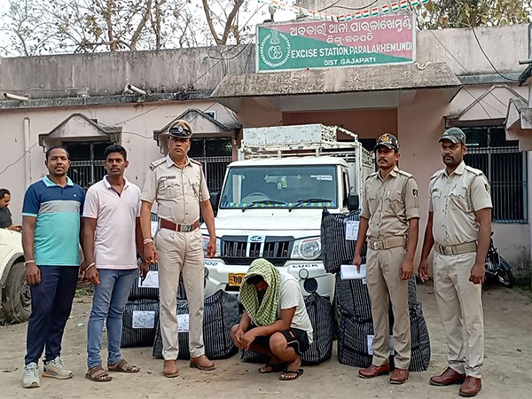384 kg of ganja worth Rs 4 crore seized in Odisha's Gajapati. (Photo/ANI)