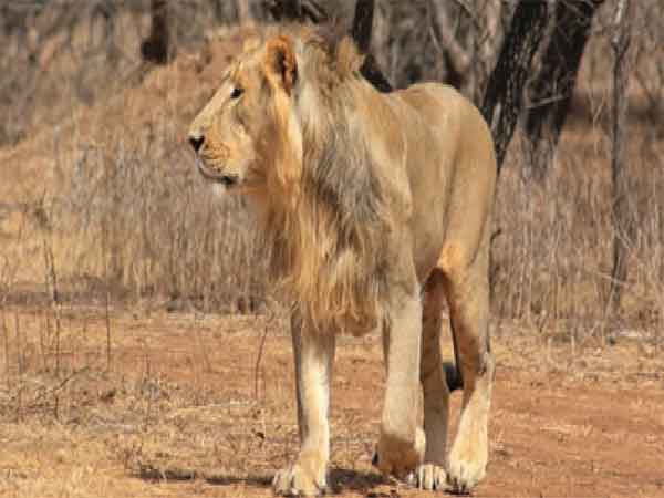 The Gujarat Lion (Photo/https://forests.gujarat.gov.in/)