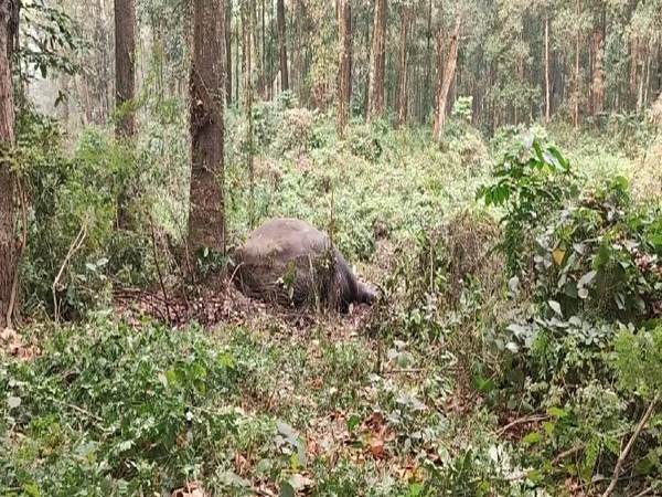 Carcass of Makna elephant who died in clash (Photo/ANI)