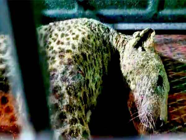 Trapped Leopard (Photo/ANI)